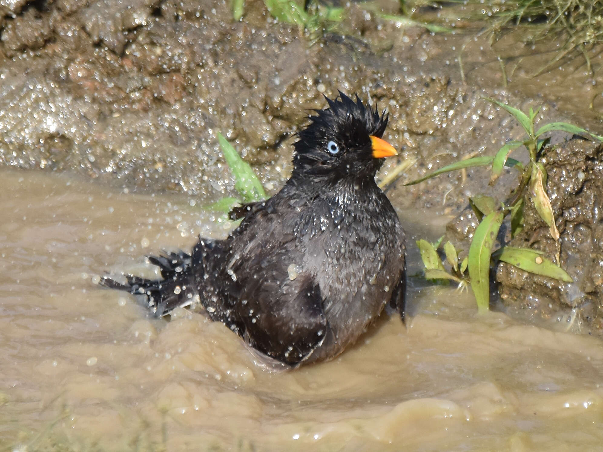 Imagem de Acridotheres fuscus (Wagler 1827)