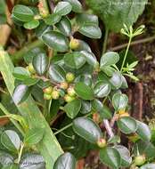 صورة Cotoneaster apiculatus Rehd. & E. H. Wilson