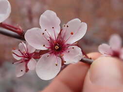 Image of Prunus × cistena