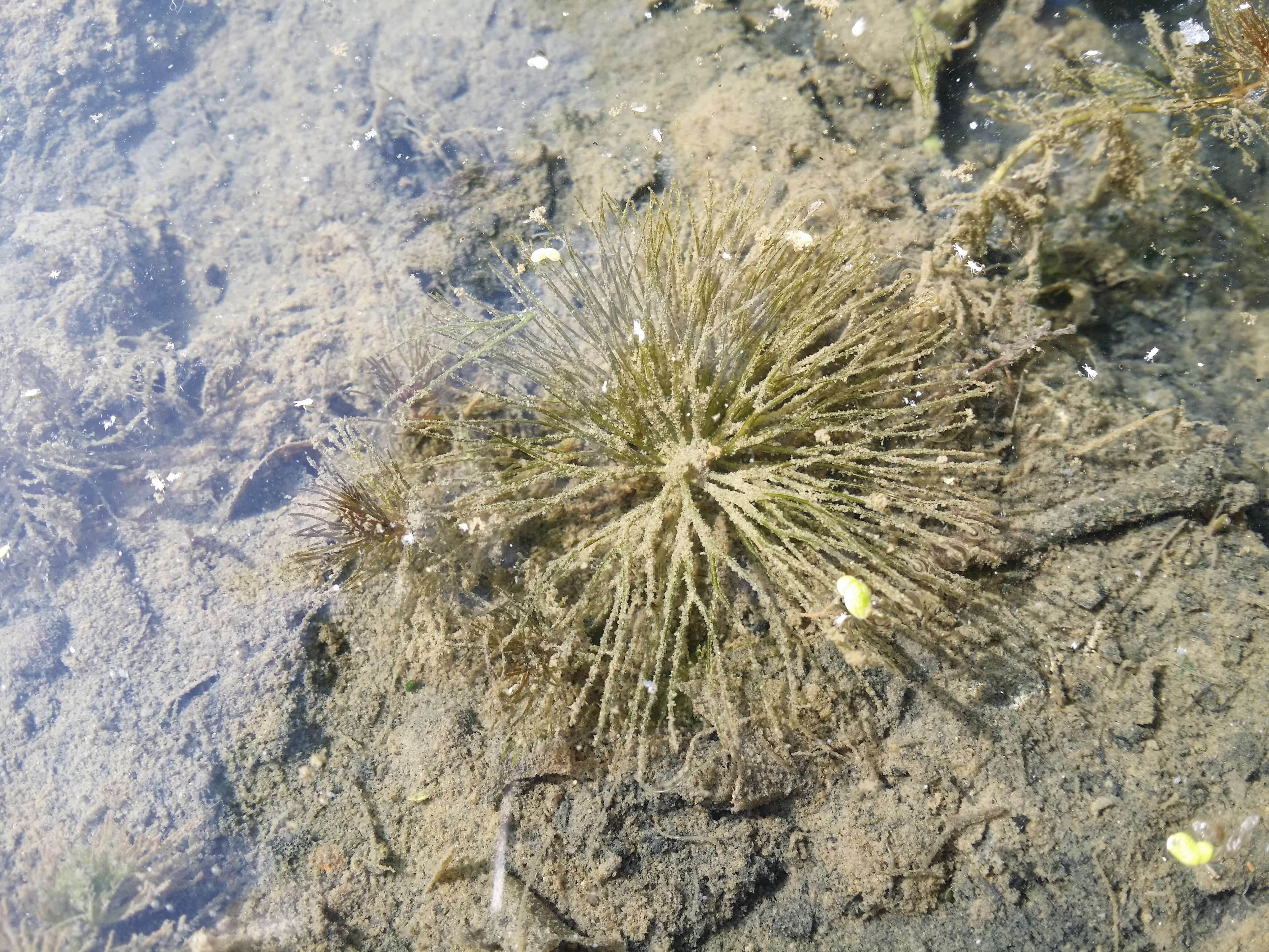 Image de Cératophylle Submergé