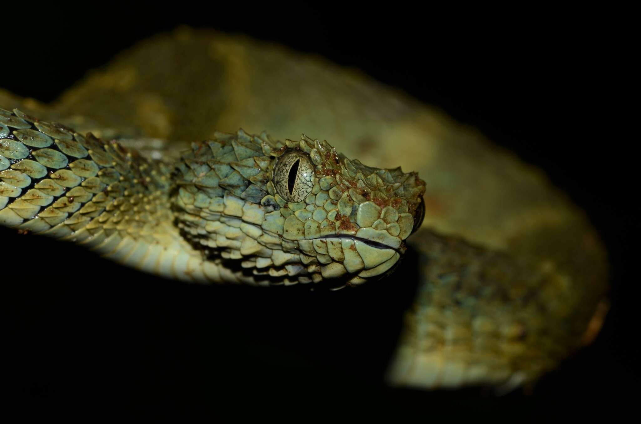 Image of African Bush Viper