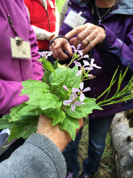 Image of <i>Cardamine constancei</i>