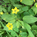 Image of <i>Lysimachia ciliata</i>