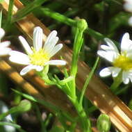 Imagem de Symphyotrichum potosinum (A. Gray) G. L. Nesom