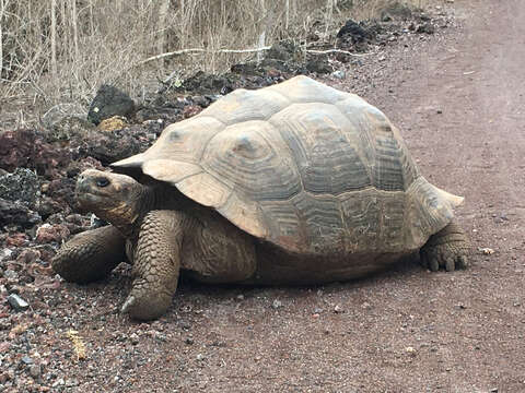 Image of Sierra Negra giant tortoise