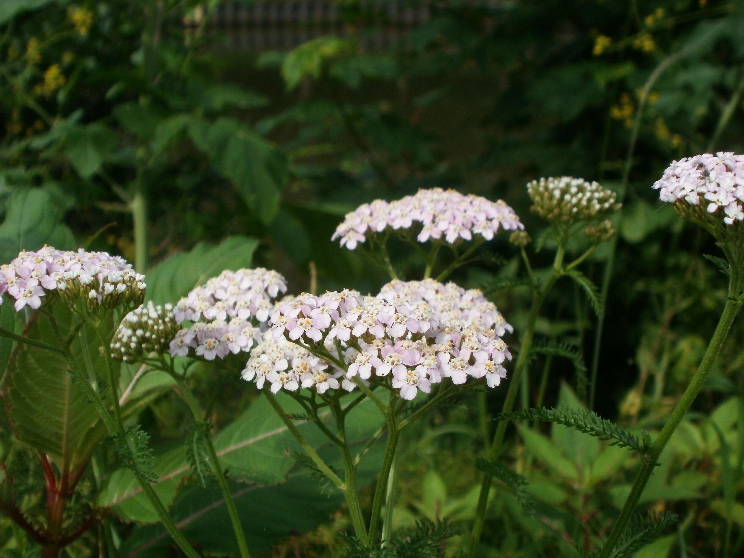 Image of Achillea collina J. Becker ex Rchb.