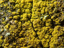 Image of eggyolk lichen