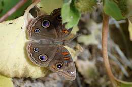 Image of Junonia nigrosuffusa Barnes & McDunnough 1916