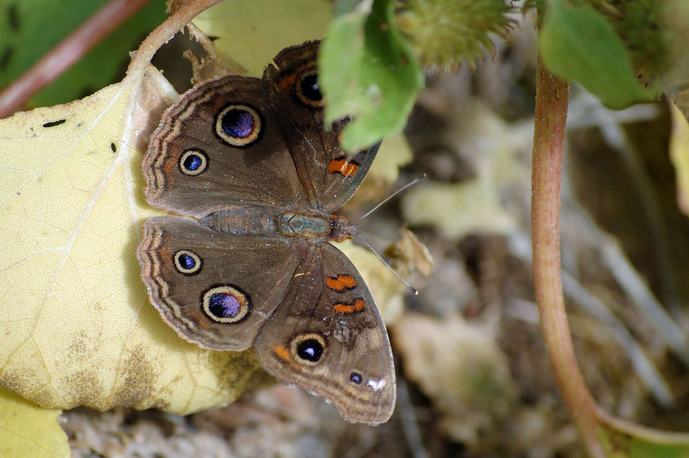 Image of Junonia nigrosuffusa Barnes & McDunnough 1916