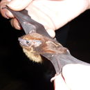 Image of Lesser Sac-winged Bat