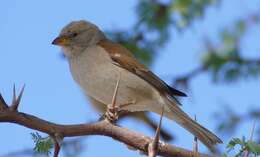 Image of Cape Sparrow