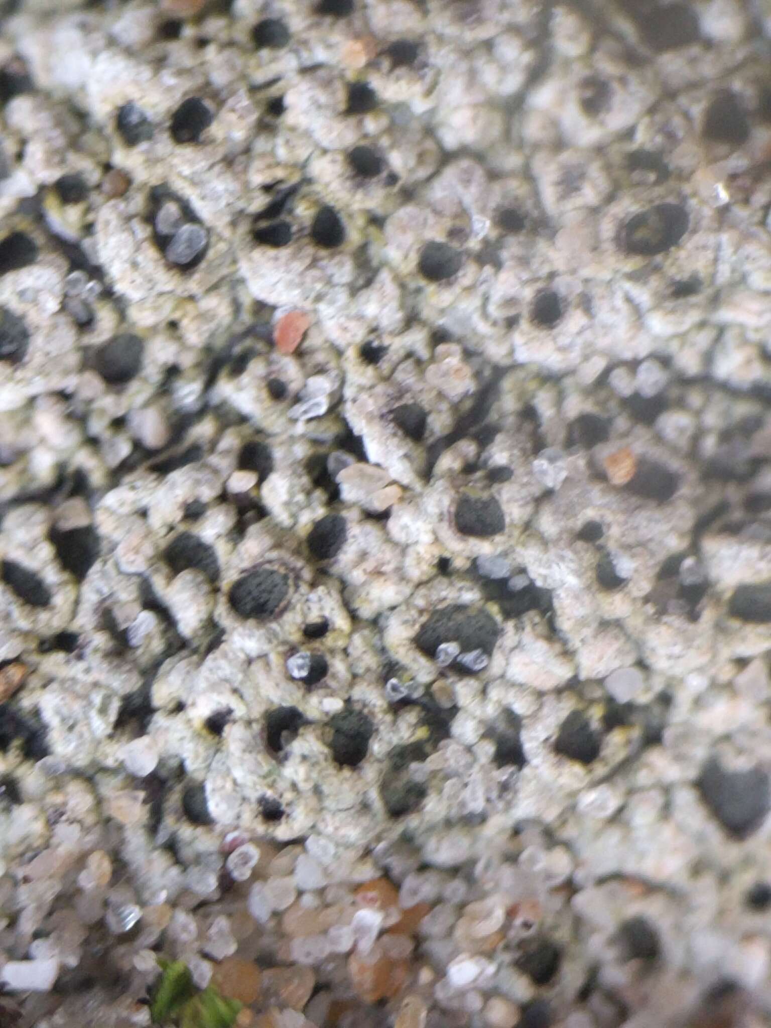 Image of Cow pie lichen