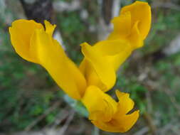 Image of Spanish iris