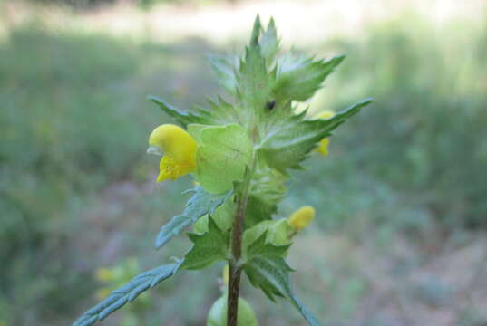 Image of Yellow rattle