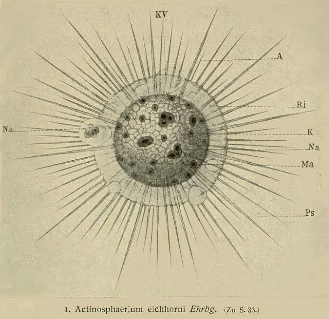 Image of raphidophytes