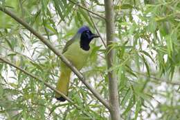 Image of Green Jay