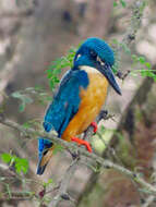 Image of Half-collared Kingfisher