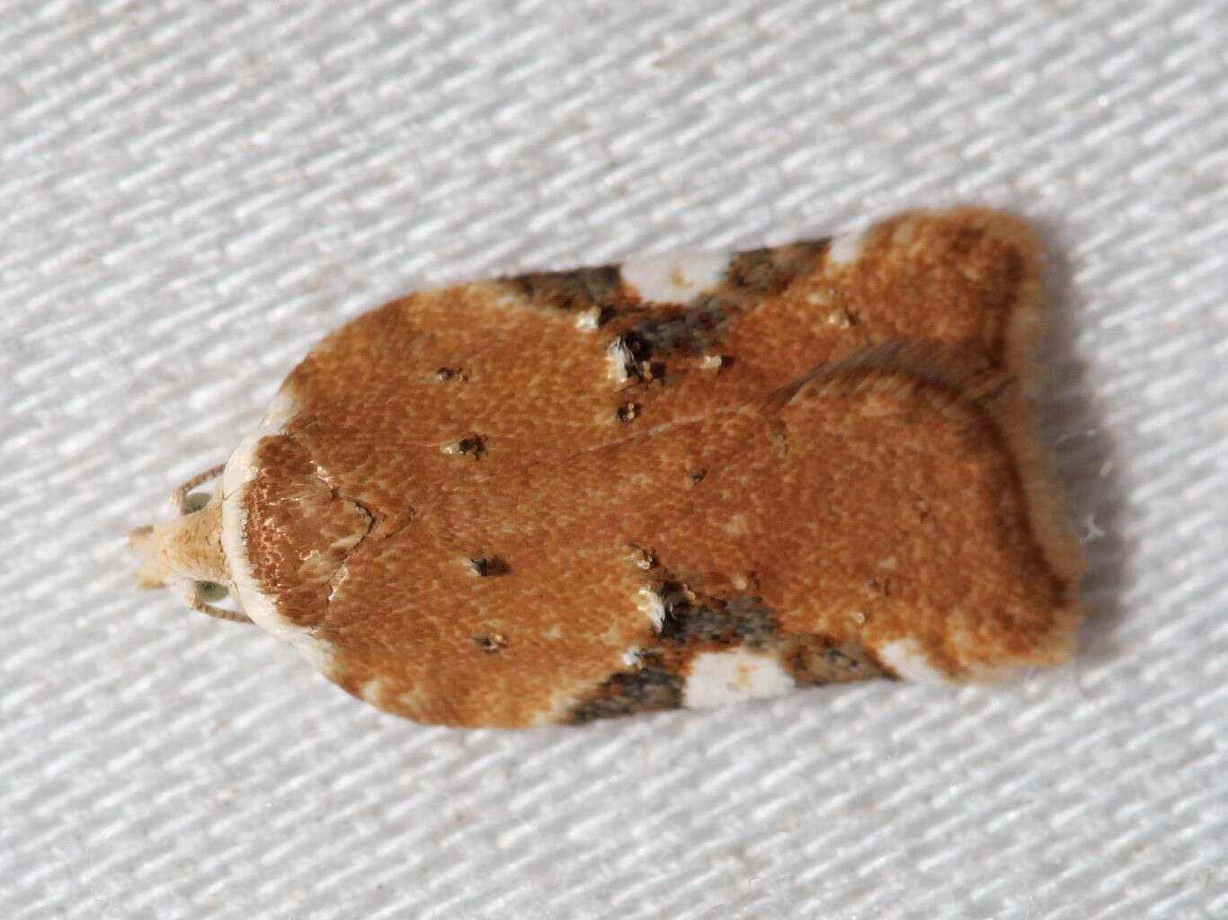 Image of Acleris