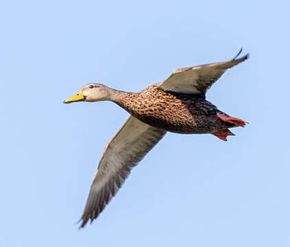 Image of Florida duck