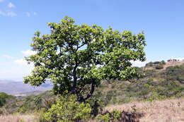 Image of Broad-leave beech