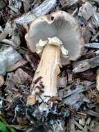 Image of Burgundy mushroom