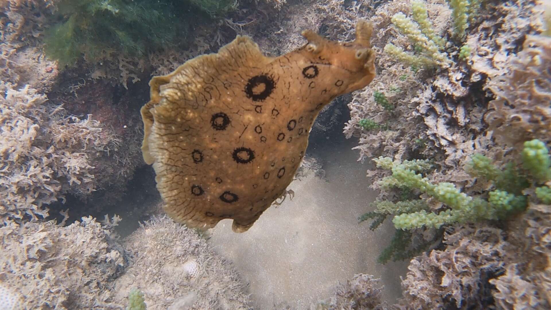 Image of Black-tailed sea hare