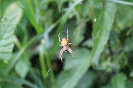 Image of Araneus