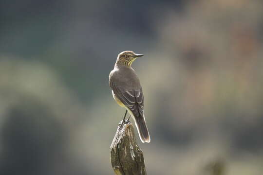 Image of Black-billed Shrike-Tyrant