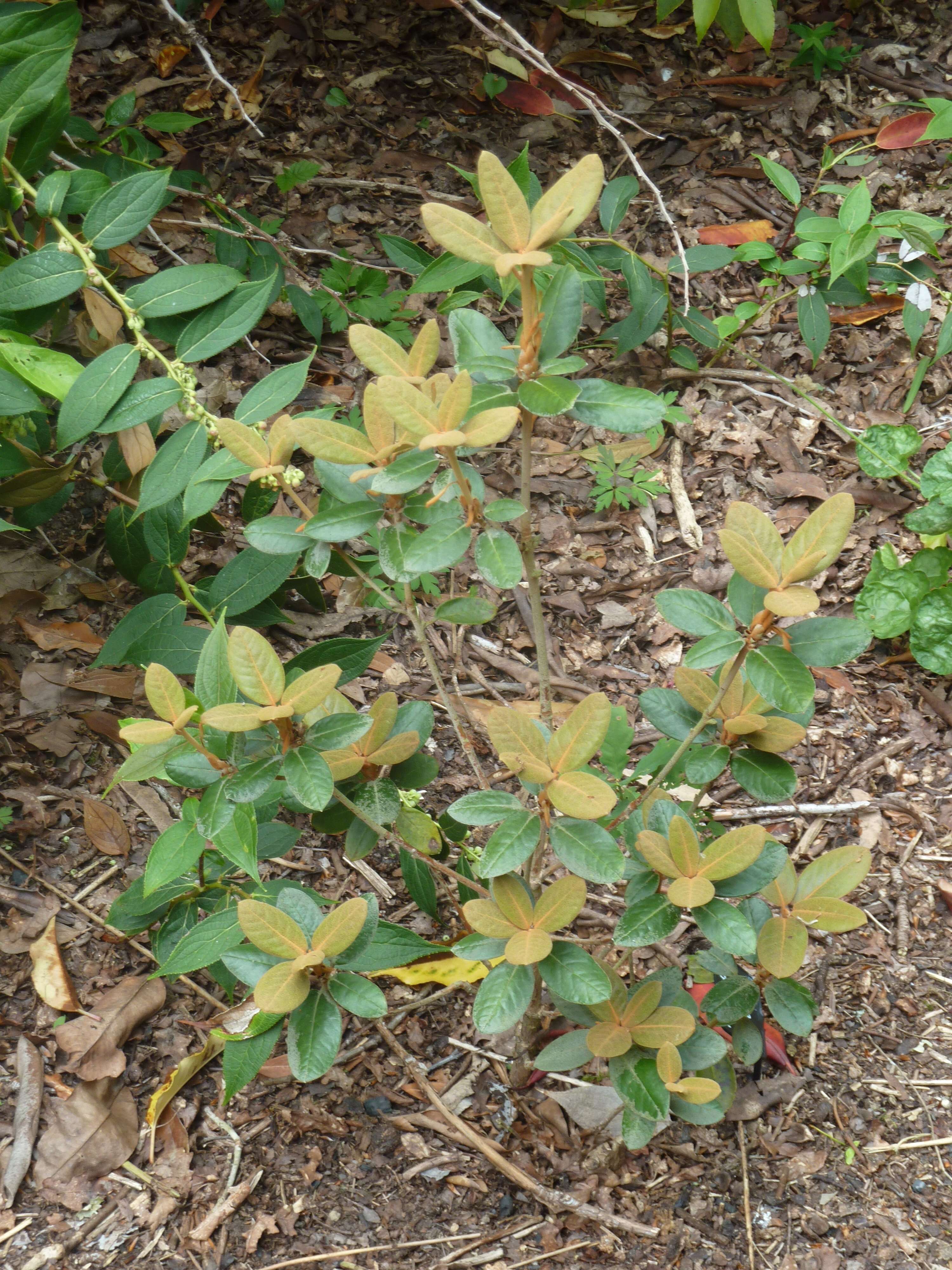 Image of Rhododendron lanatum Hook. fil.