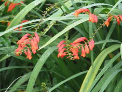 Image of Pott's Montbretia