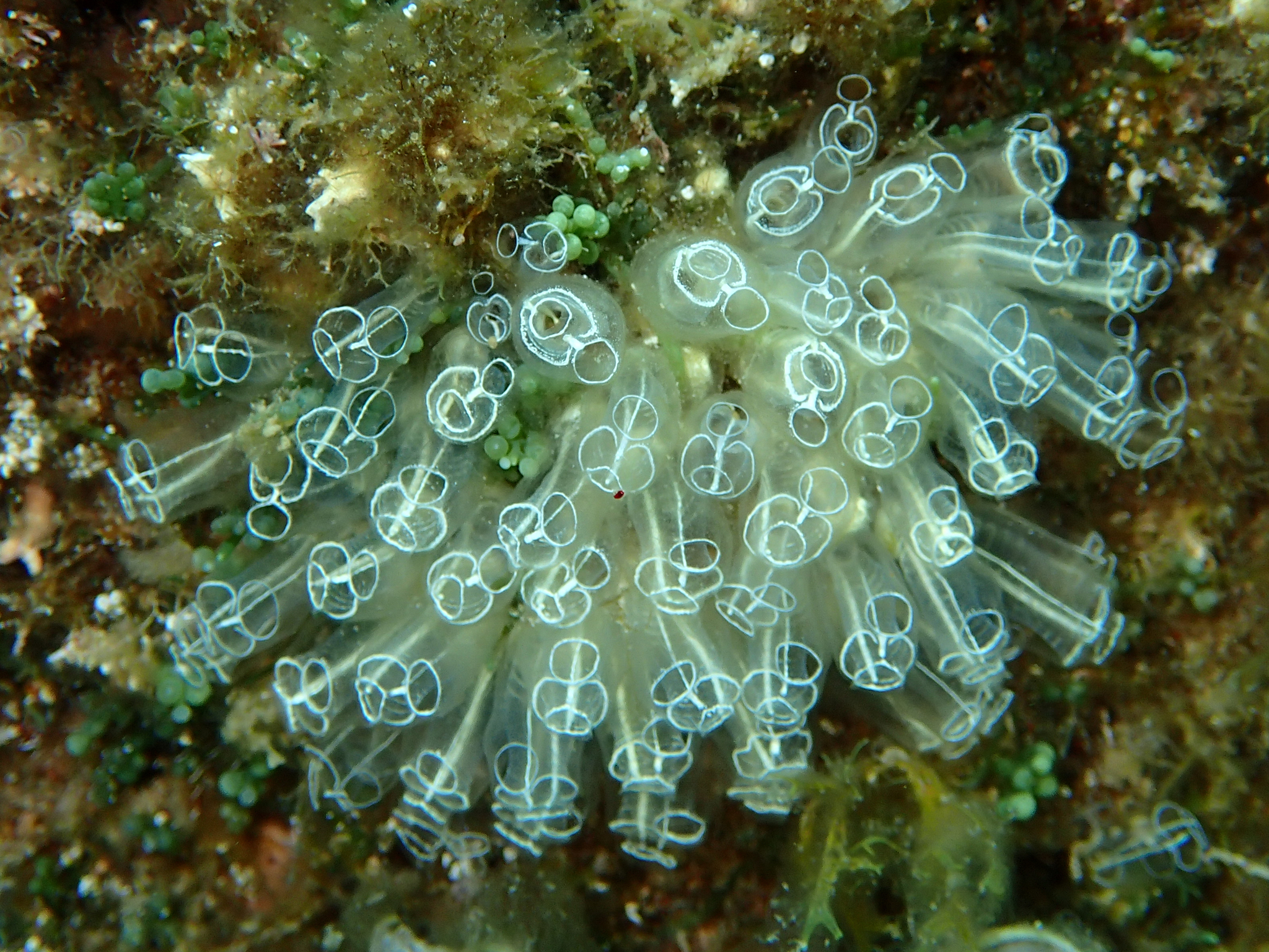 Image of <i>Clavelina lepadiformis</i>