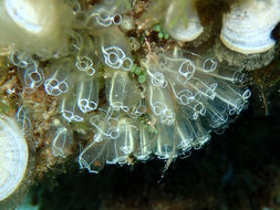 Image of <i>Clavelina lepadiformis</i>