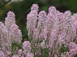 Image de Aethionema grandiflorum Boiss. & Hohen.