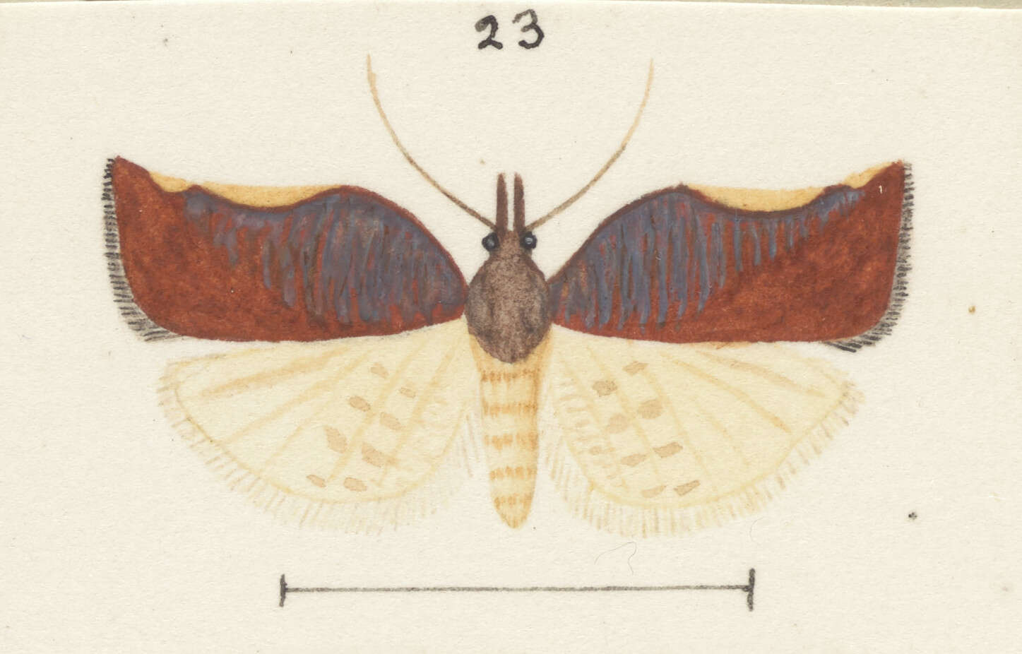 Image of Catamacta rureana Felder 1877