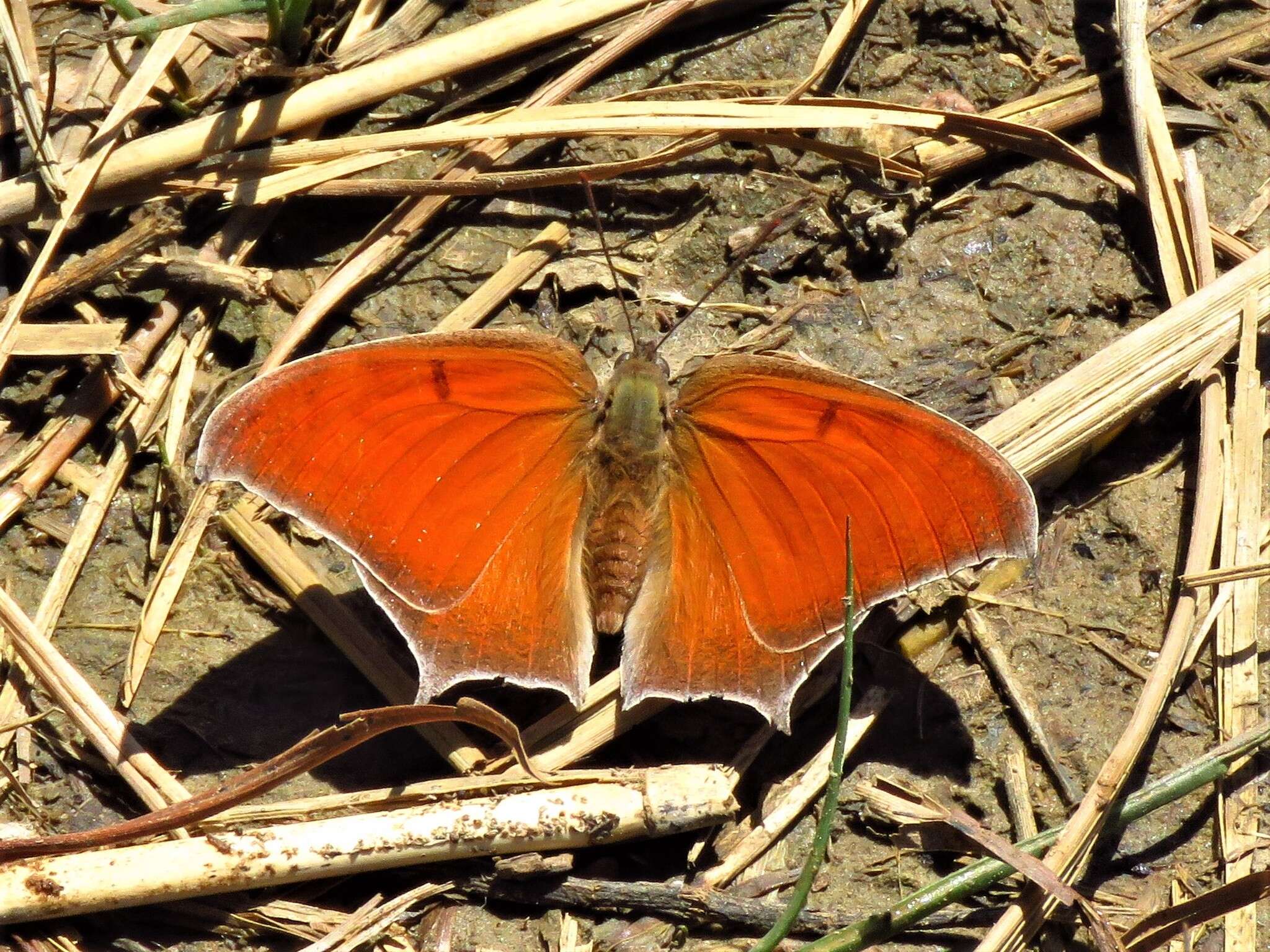 Image of Goatweed Leafwing