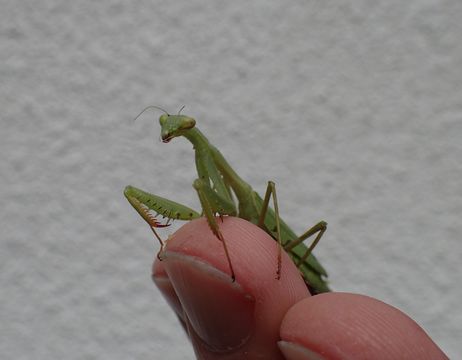 18.https www inaturalist org photos 4087338.580x360