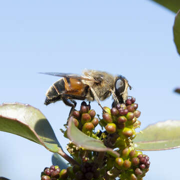 Image of drone fly