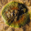 Image of <i>Ralfsia verrucosa</i>
