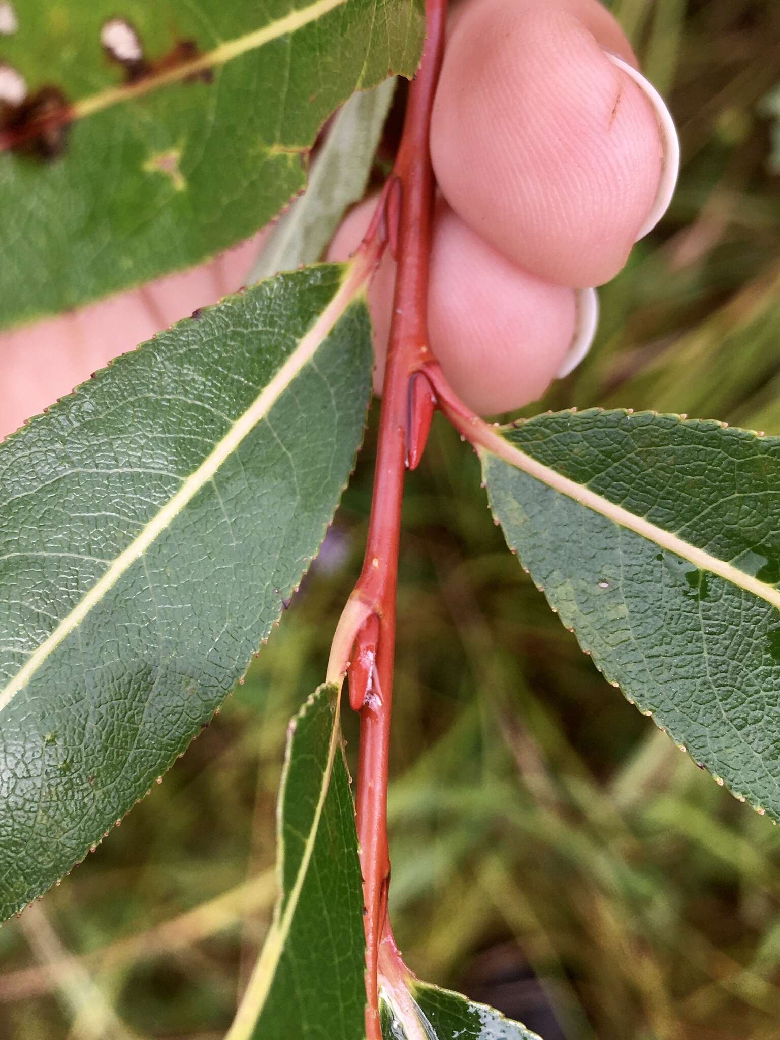 Image of Autumn Willow