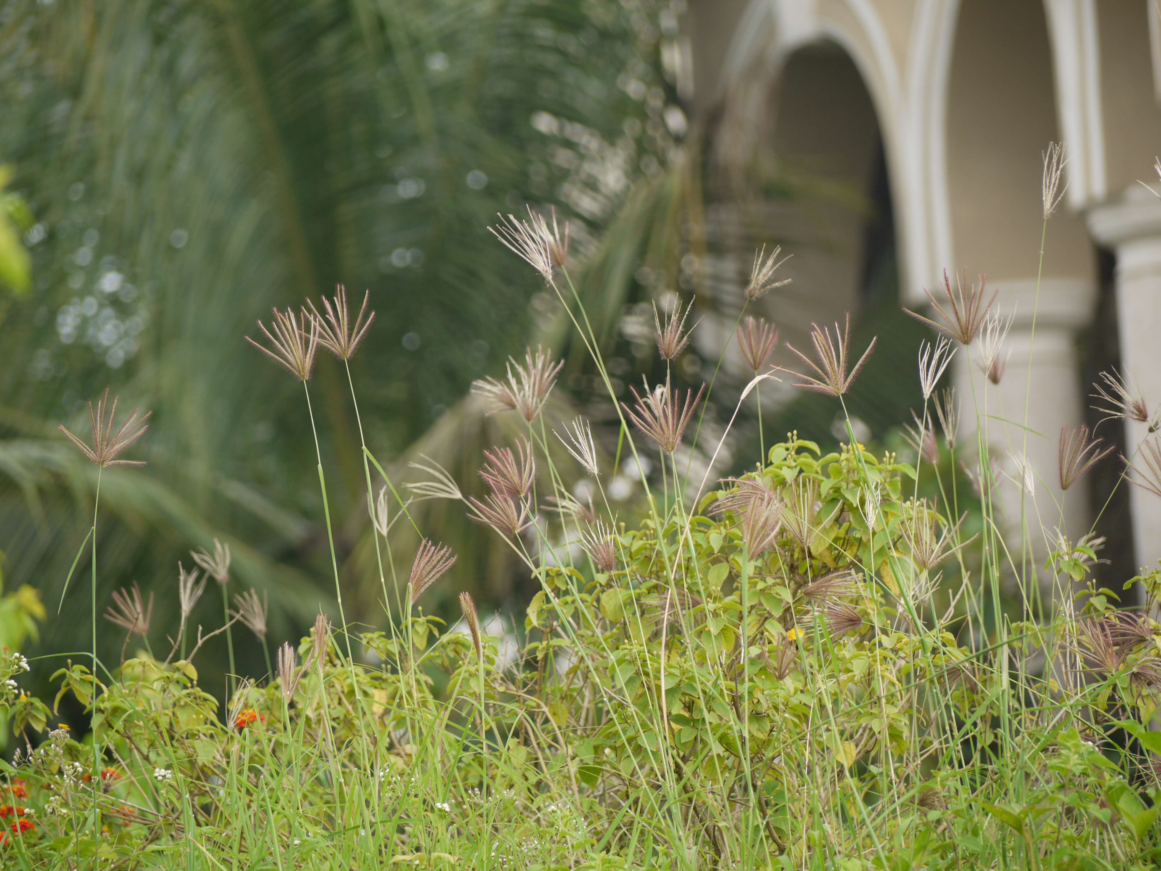 Image of swollen fingergrass