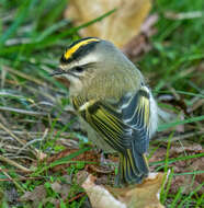 Image of Golden-crowned Kinglet