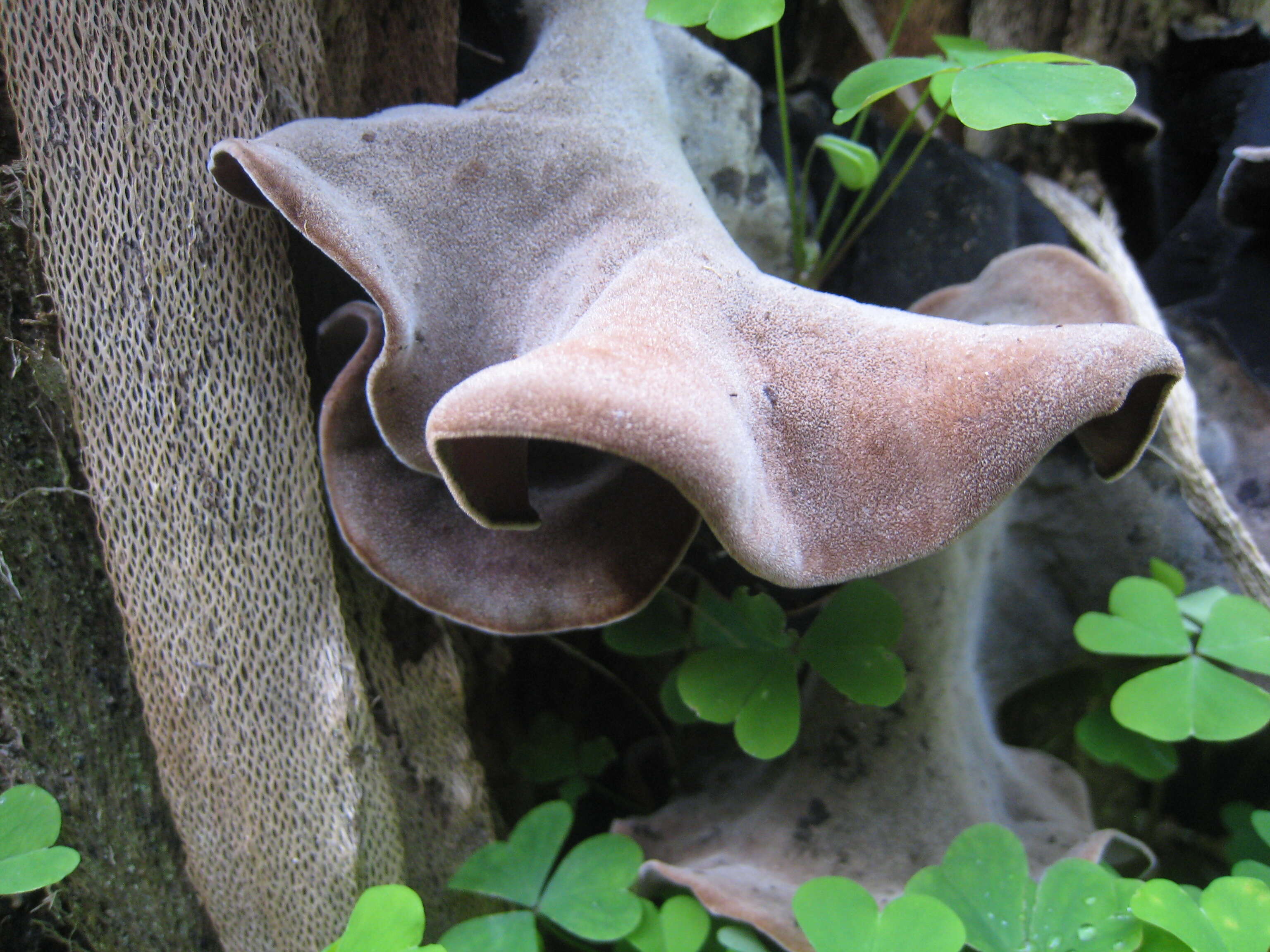 Auricularia cornea Ehrenb. 1820 resmi