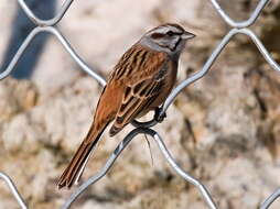 Image of Godlewski's Bunting