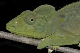 Image of Malagasy Giant Chameleon