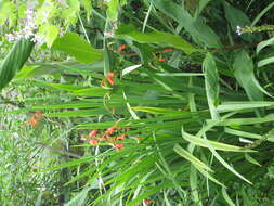 Image of Pott's Montbretia