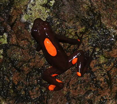 Image of Harlequin Poison Frog