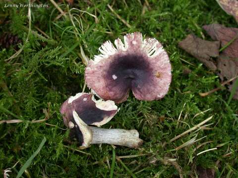 Russula alnetorum Romagn. 1956 resmi