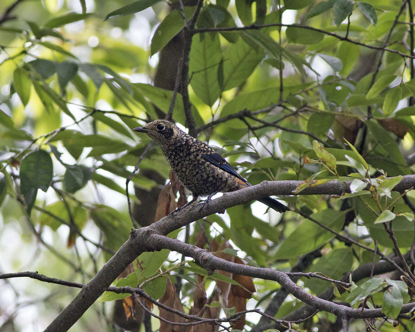 Image of Chestnut-bellied Rock Thrush