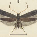 Image of Erechthias lychnopa Meyrick 1927