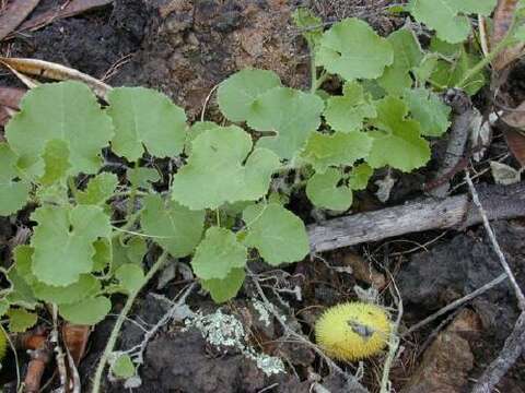 Image of Hedgehog cucumber